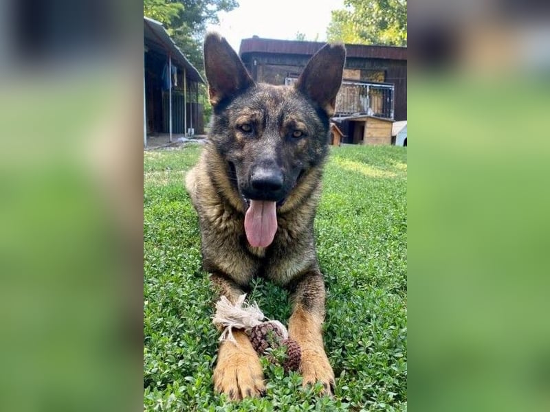 Powerpakt ZERO 2 J. deut. Schäferhund sucht Sportbegeisterte Menschen