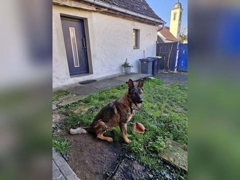 Powerpakt ZERO 2 J. deut. Schäferhund sucht Sportbegeisterte Menschen