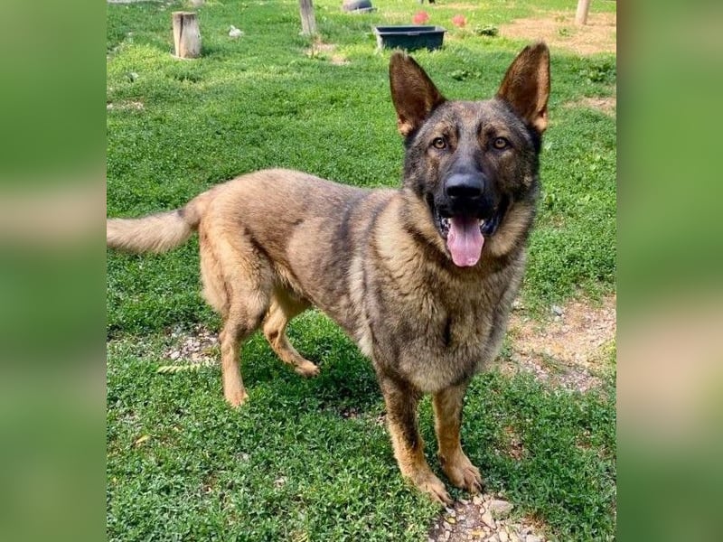 Powerpakt ZERO 2 J. deut. Schäferhund sucht Sportbegeisterte Menschen