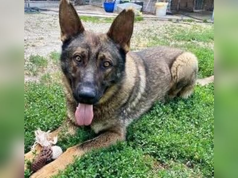 Powerpakt ZERO 2 J. deut. Schäferhund sucht Sportbegeisterte Menschen