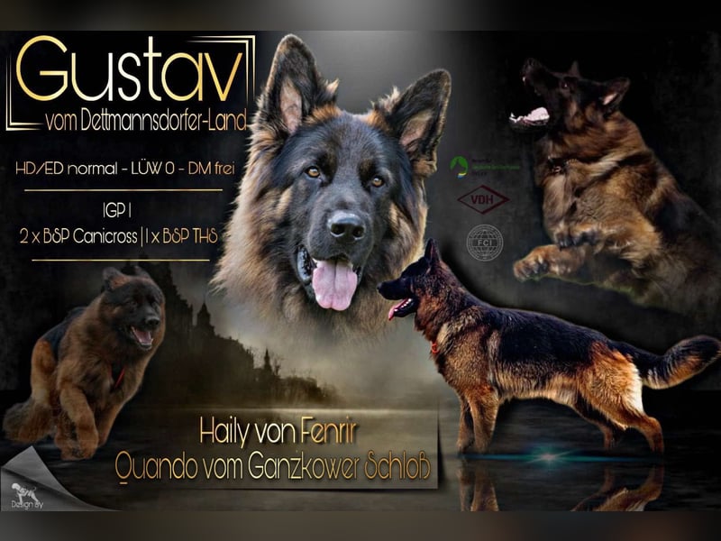 DECKRÜDE Deutscher Schäferhund Langstockhaar mit Unterwolle