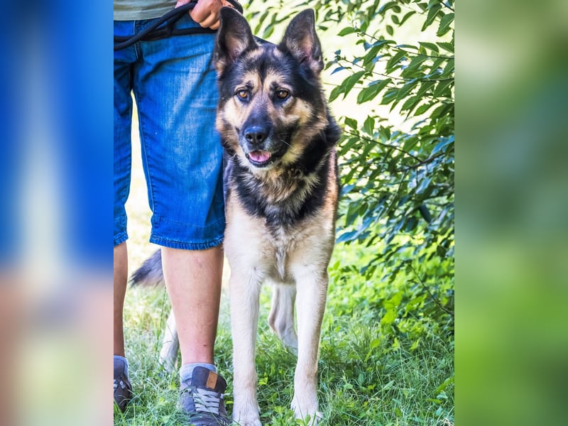 Blacky SI, liebevoller, stattlicher Junge