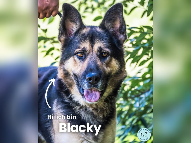 Blacky SI, liebevoller, stattlicher Junge