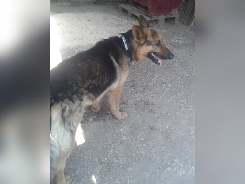 Rocco träumt vom eigenen zuhause