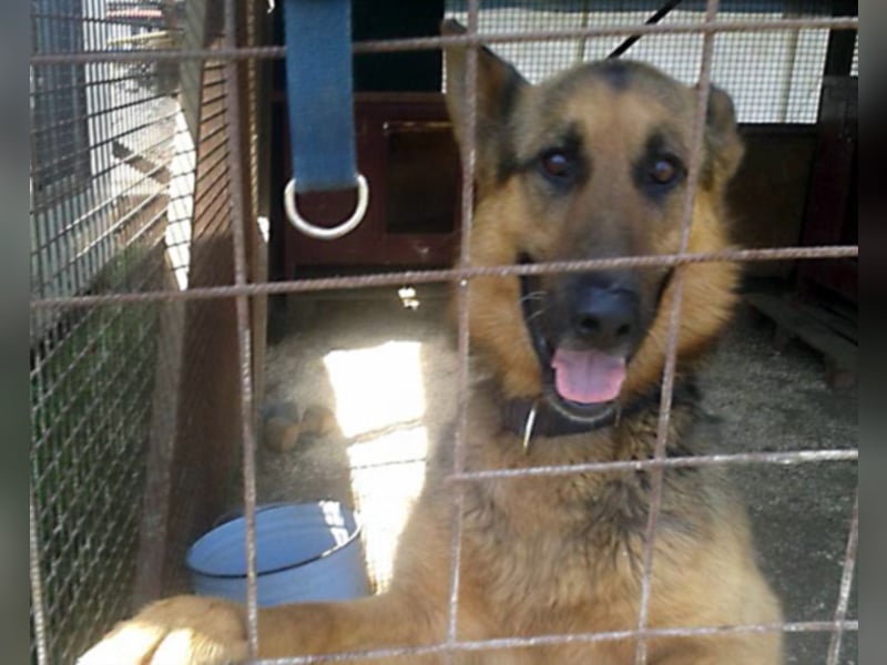 Rocco träumt vom eigenen zuhause