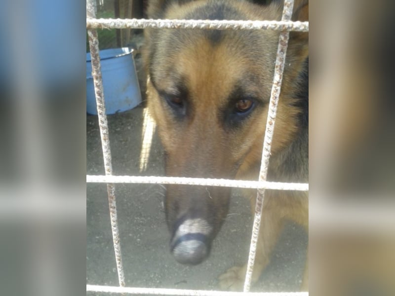 Rocco träumt vom eigenen zuhause