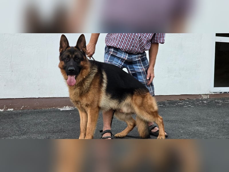 Deckrüde Reinrassiger Deutscher Schäferhund mit Papiere