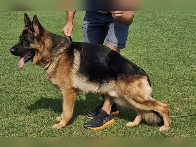 Deckrüde Reinrassiger Deutscher Schäferhund mit Papiere