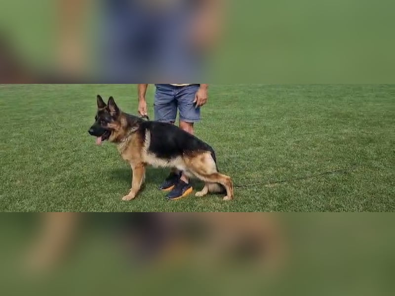 Deckrüde Reinrassiger Deutscher Schäferhund mit Papiere