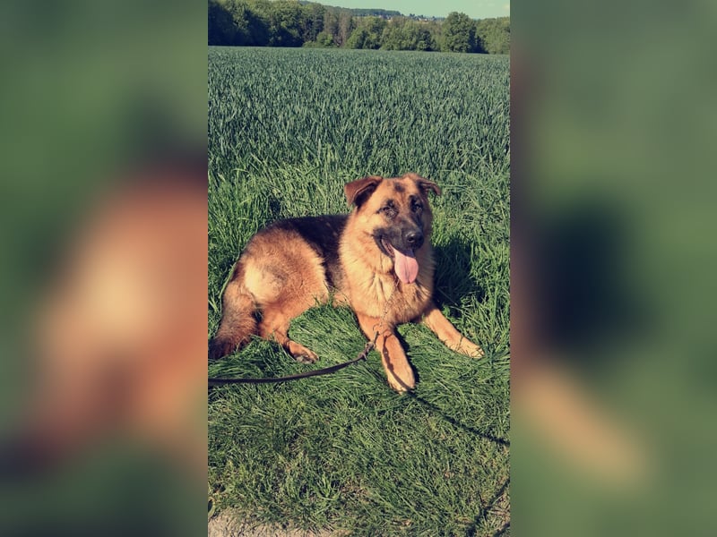 Deutsche Schäferhund Hündin