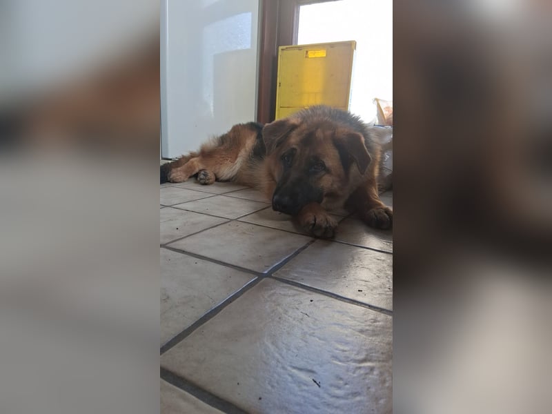 Deutsche Schäferhund Hündin