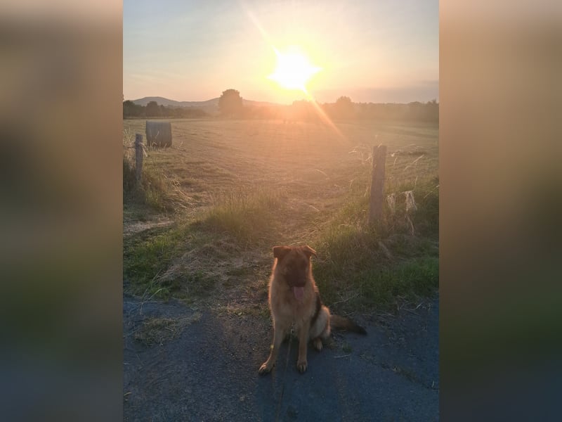 Deutsche Schäferhund Hündin