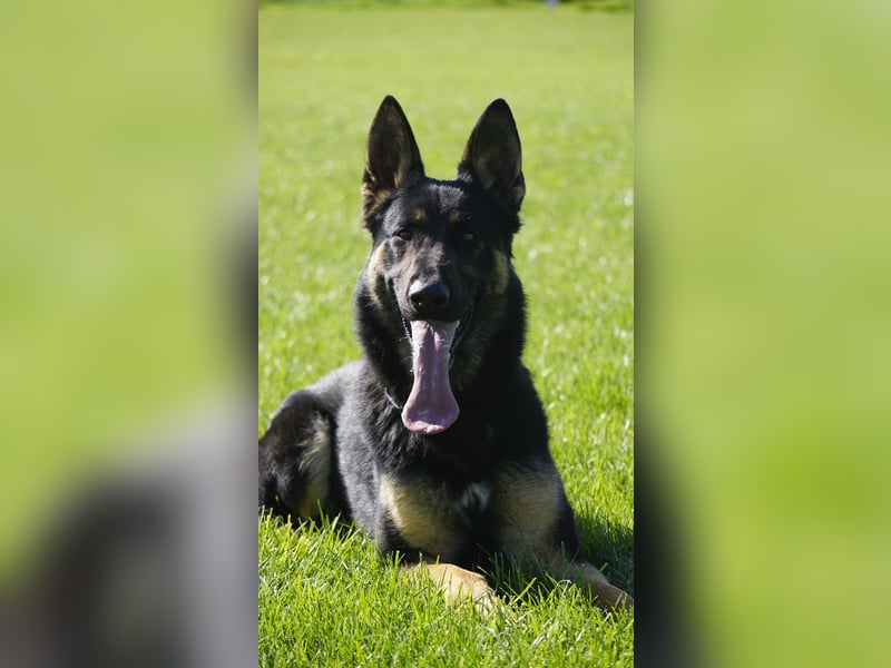 Junger aktiver Rüde sucht neue Aufgabe