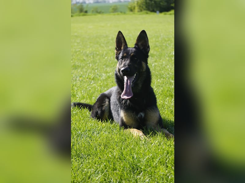 Junger aktiver Rüde sucht neue Aufgabe