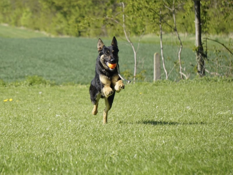 Junger aktiver Rüde sucht neue Aufgabe