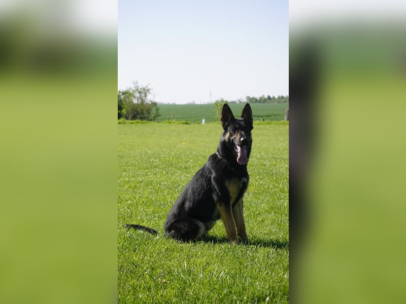 Junger aktiver Rüde sucht neue Aufgabe