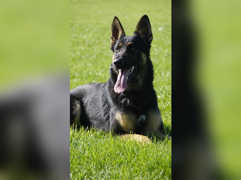 Junger aktiver Rüde sucht neue Aufgabe