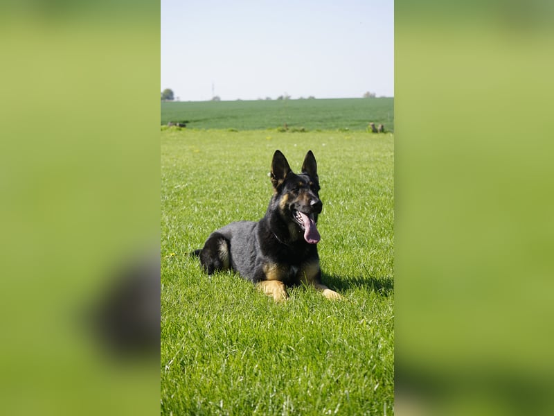 Junger aktiver Rüde sucht neue Aufgabe