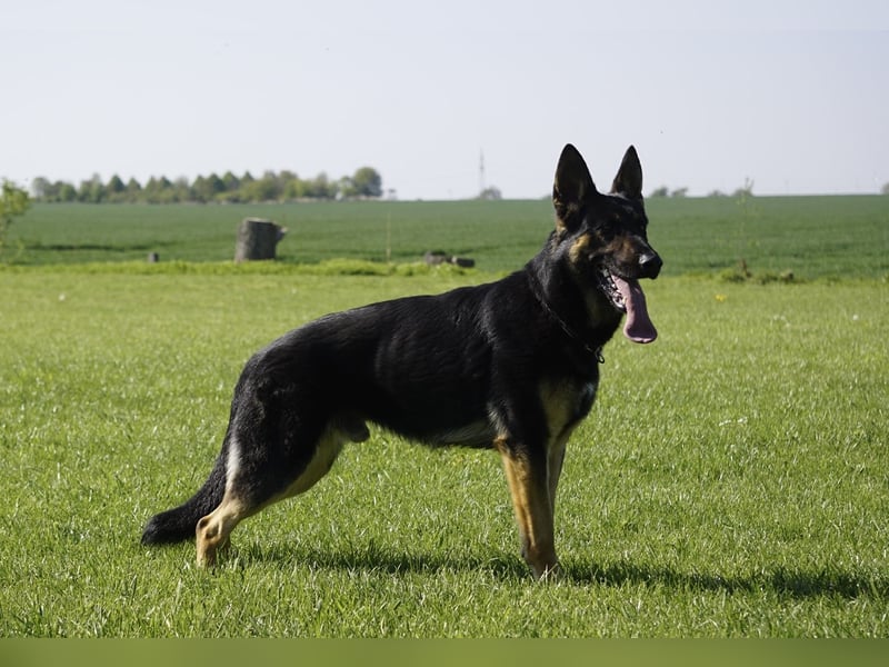 Junger aktiver Rüde sucht neue Aufgabe