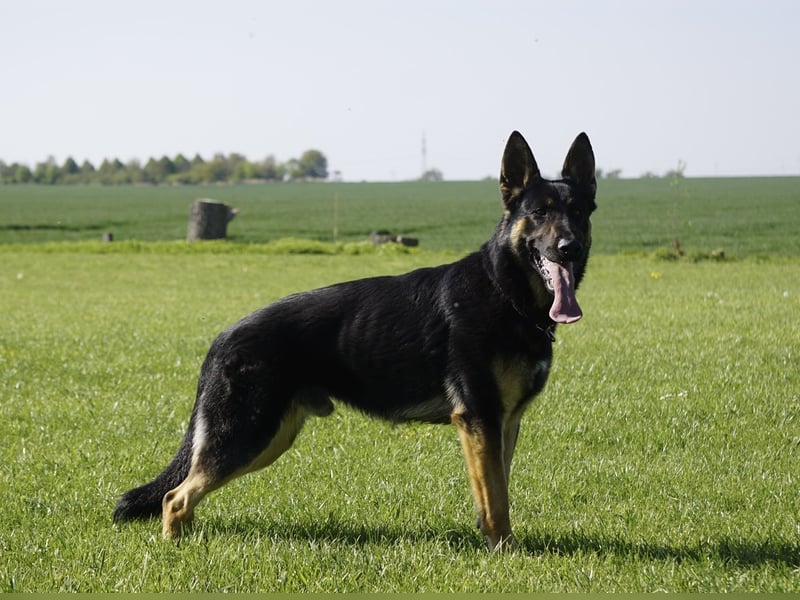 Junger aktiver Rüde sucht neue Aufgabe