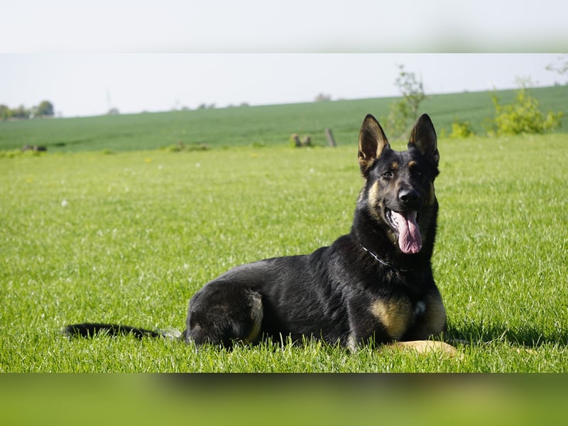 Junger aktiver Rüde sucht neue Aufgabe