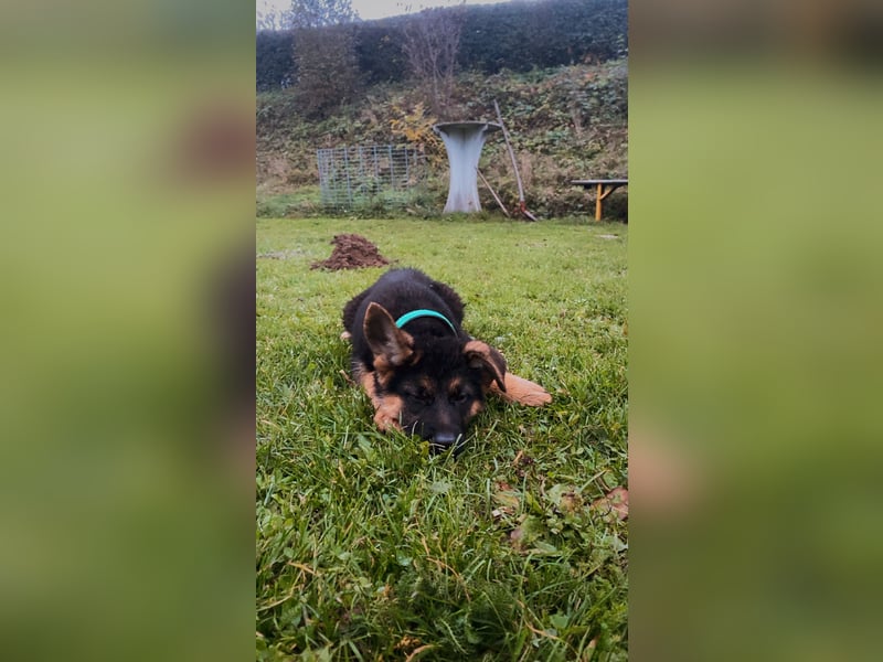 Gypsie und Gil suchen ab sofort ein liebevolles neues Zuhause