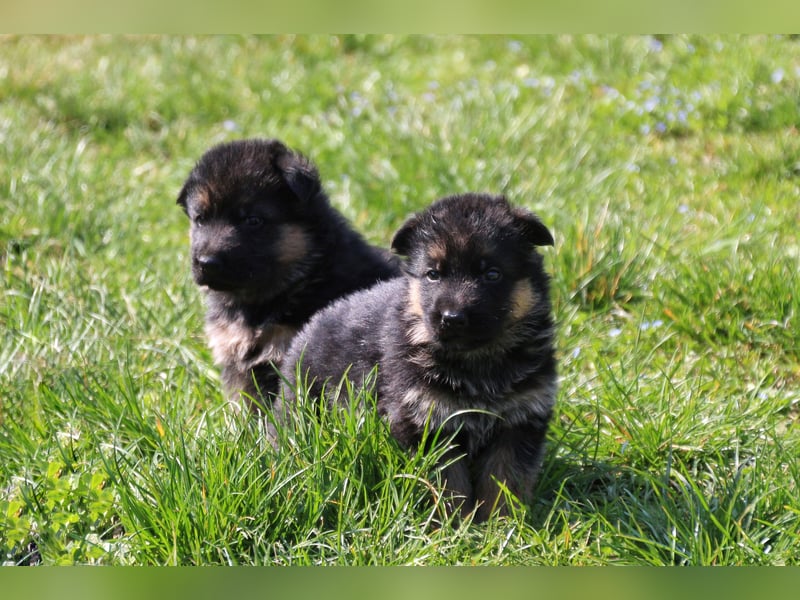Gypsie und Gil suchen ab sofort ein liebevolles neues Zuhause