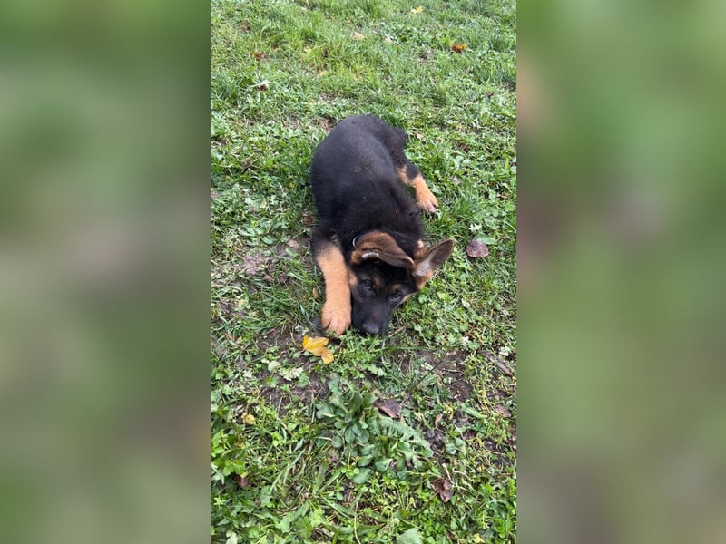 Gypsie und Gil suchen ab sofort ein liebevolles neues Zuhause