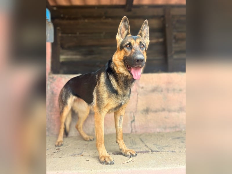 Senta: Junge, sensible Deutsche Schäferhündin sucht ihr Zuhause Senta: Junge, sensible Deutsche Schäferhündin sucht ihr Zuhause