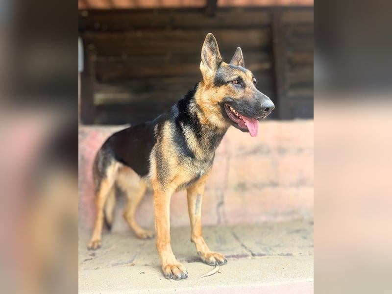 Senta: Junge, sensible Deutsche Schäferhündin sucht ihr Zuhause Senta: Junge, sensible Deutsche Schäferhündin sucht ihr Zuhause