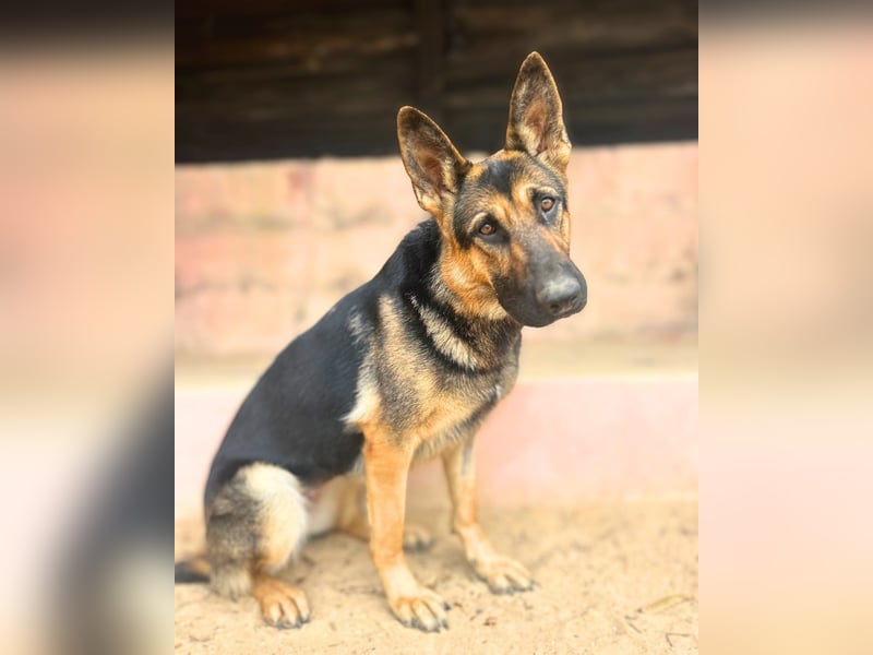 Senta: Junge, sensible Deutsche Schäferhündin sucht ihr Zuhause Senta: Junge, sensible Deutsche Schäferhündin sucht ihr Zuhause