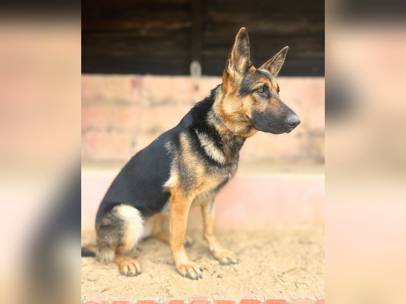 Senta: Junge, sensible Deutsche Schäferhündin sucht ihr Zuhause Senta: Junge, sensible Deutsche Schäferhündin sucht ihr Zuhause