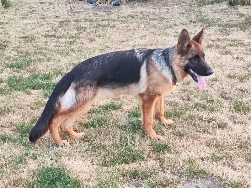 Deutscher Schäferhund Rüde