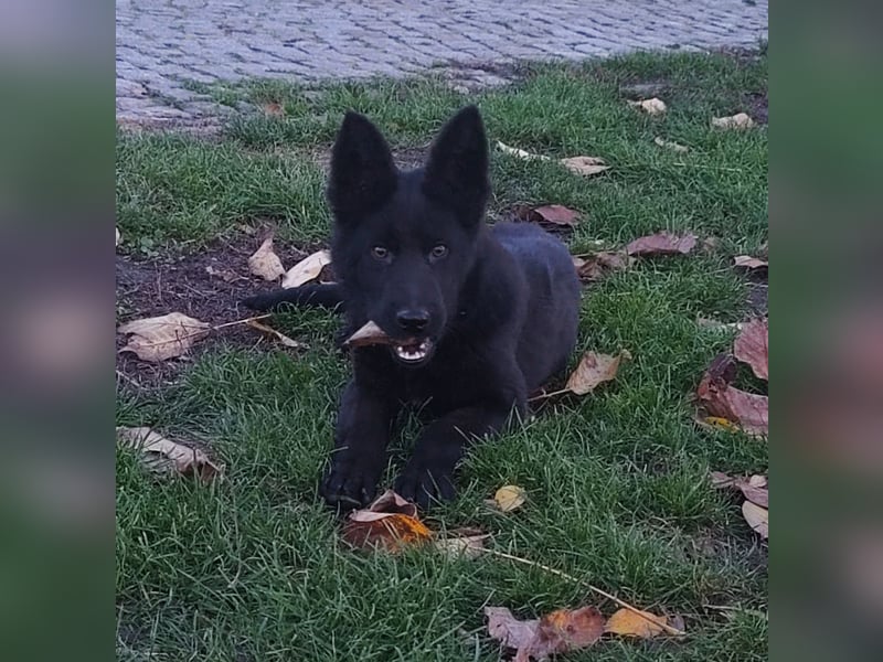 Deutscher Schäferhund Hündin Deutscher Schäferhund Hündin