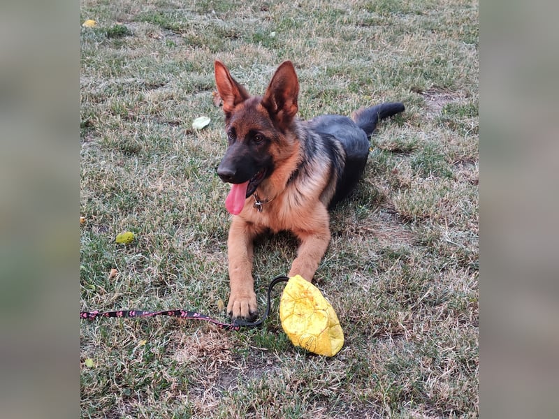 Deutscher Schäferhund Rüde