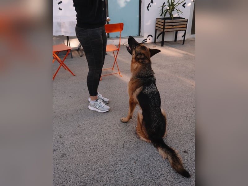 Schäferhündin Vega