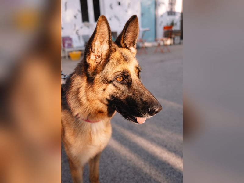 Schäferhündin Vega