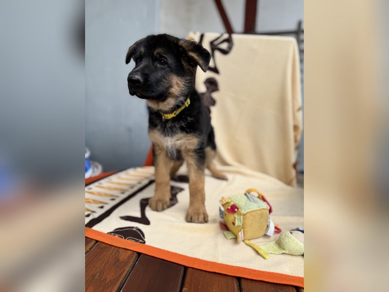 Jünge Schäferhündin sucht noch ihr zu immer zu Hause