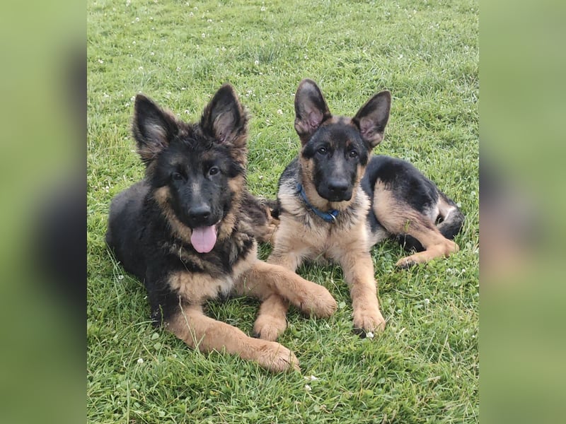 Jünge Schäferhündin sucht noch ihr zu immer zu Hause