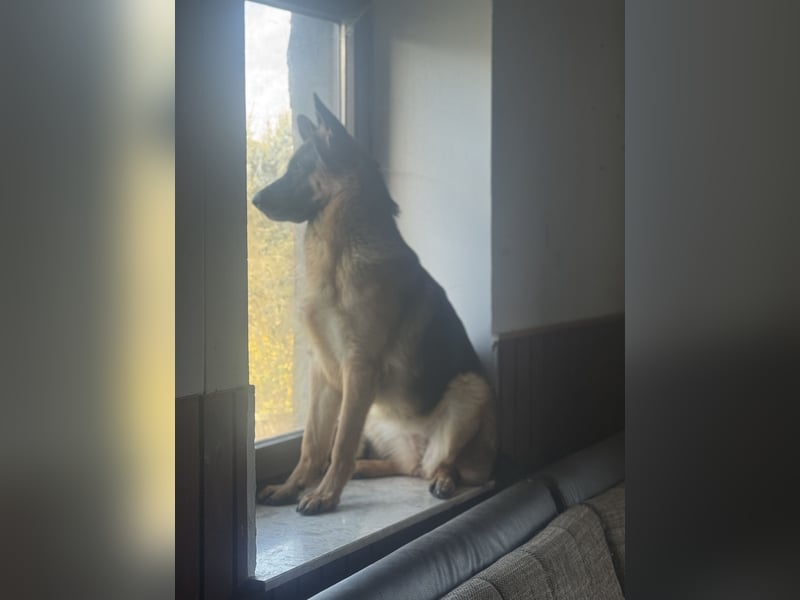 Jünge Schäferhündin sucht noch ihr zu immer zu Hause