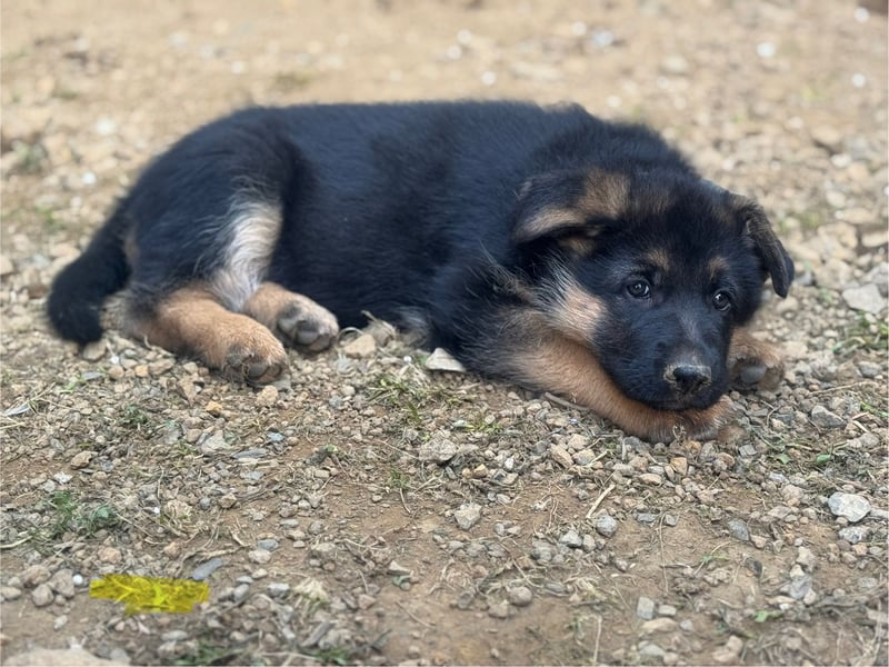 Jünge Schäferhündin sucht noch ihr zu immer zu Hause
