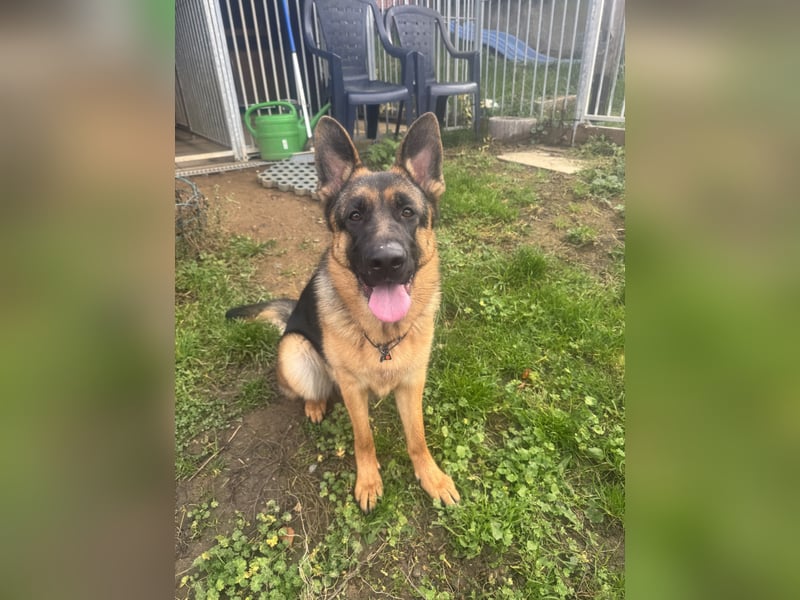 Jünge Schäferhündin sucht noch ihr zu immer zu Hause