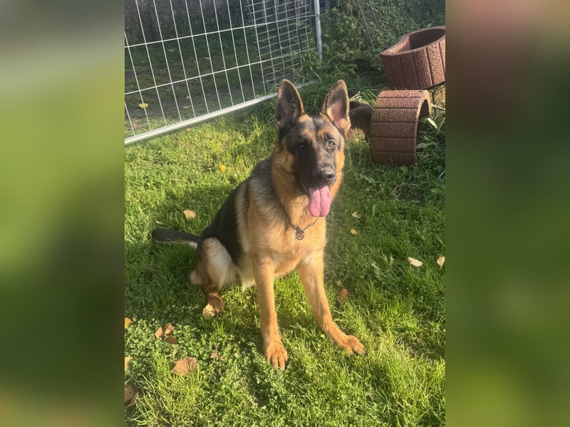 Jünge Schäferhündin sucht noch ihr zu immer zu Hause