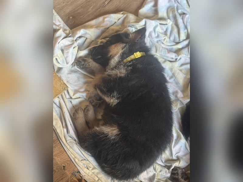 Jünge Schäferhündin sucht noch ihr zu immer zu Hause