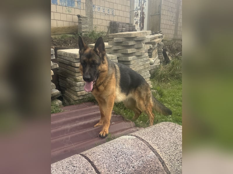 Jünge Schäferhündin sucht noch ihr zu immer zu Hause