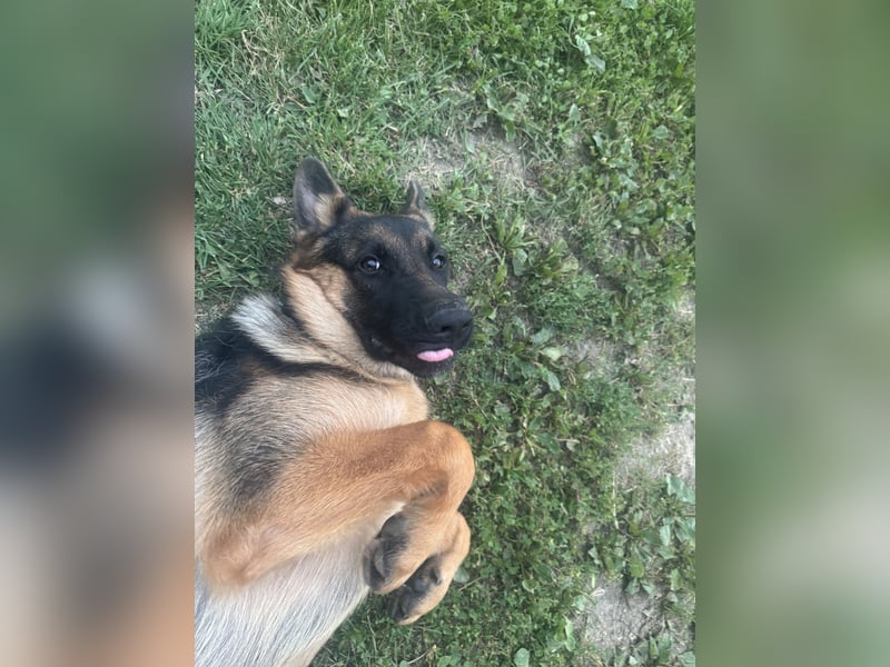 Jünge Schäferhündin sucht noch ihr zu immer zu Hause