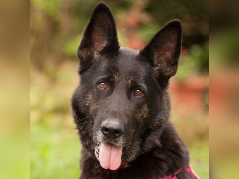 Elisa - braver Goldschatz - Tierhilfe Franken e.V.