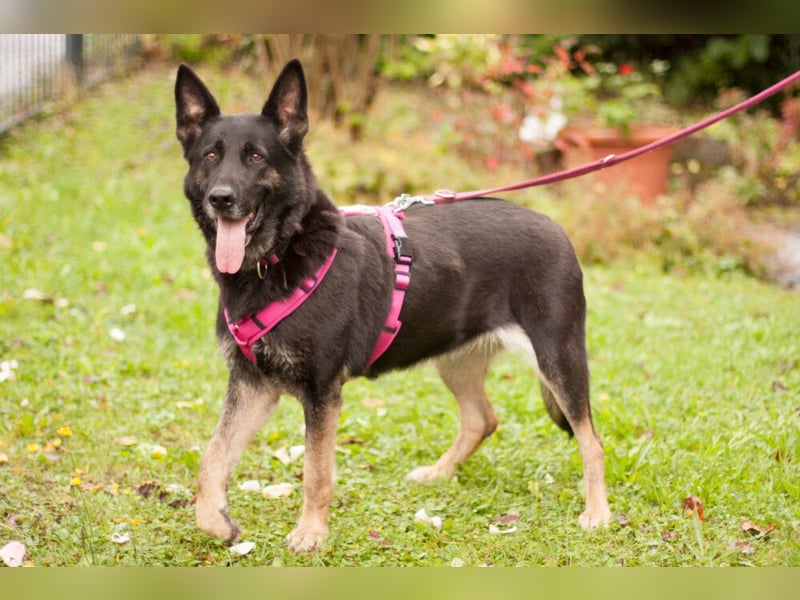 Elisa - braver Goldschatz - Tierhilfe Franken e.V.