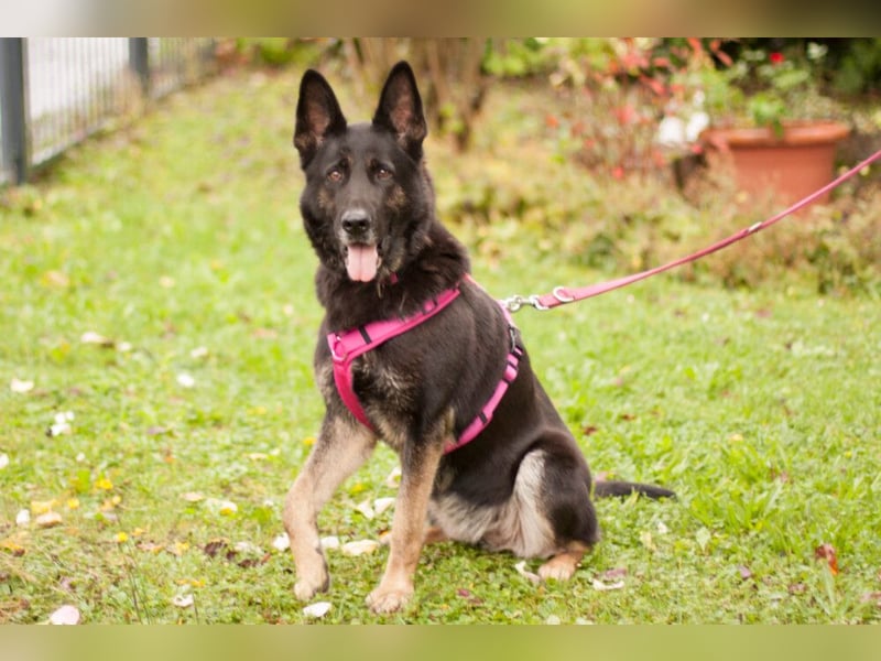 Elisa - braver Goldschatz - Tierhilfe Franken e.V.