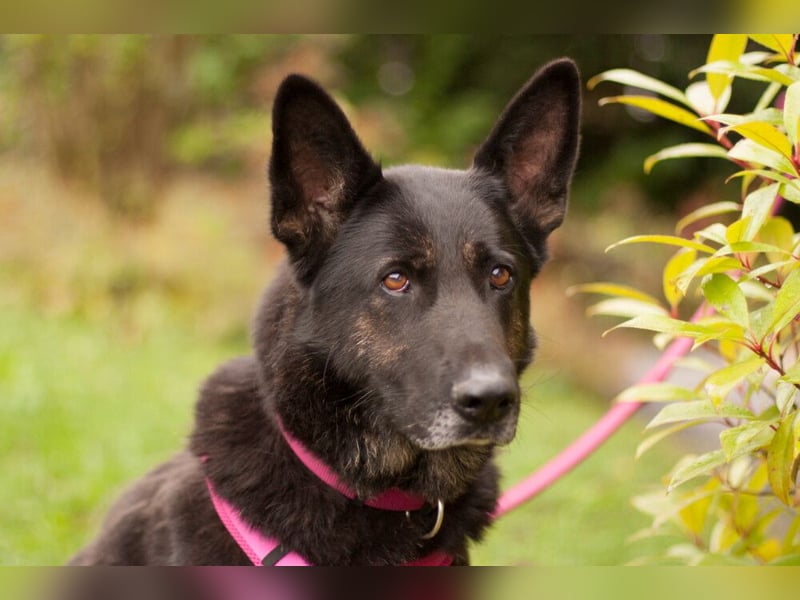 Elisa - braver Goldschatz - Tierhilfe Franken e.V.
